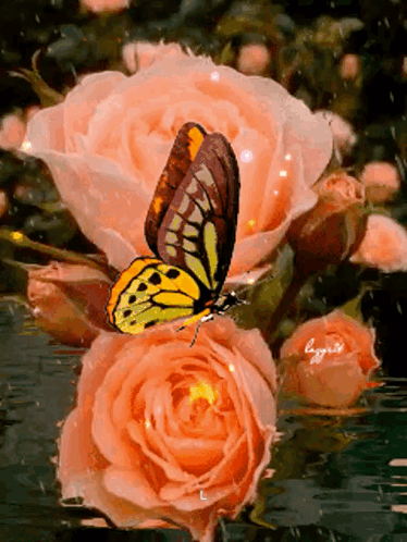 Butterfly ~ Heaven 🦋